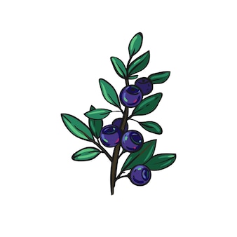 Синие ягоды с зелеными листьями. ветка черники изолирована на белом. векторная черника ручной работы