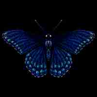 Vector blue butterfly on dark