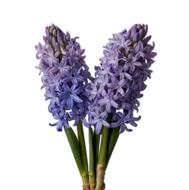 Vector blue color hyacinth flower isolated on white background