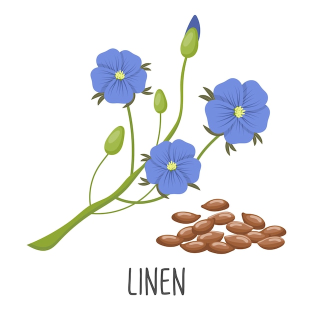 Вектор Синие цветы льна и семена льна на белом фоне вектор льняной иллюстрации