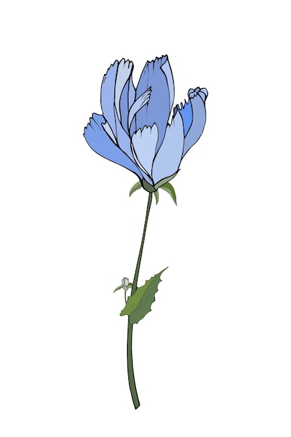 Blue flower chicory stem and green leaves