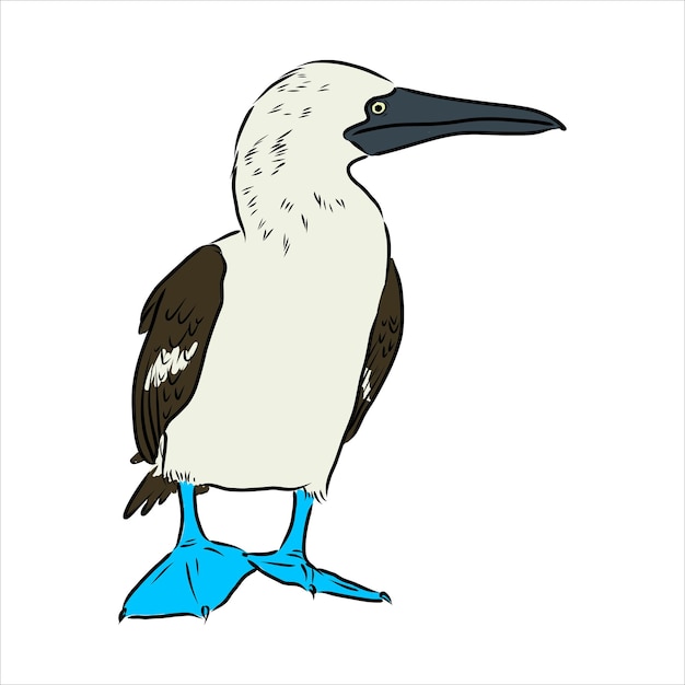 The blue-footed booby line drawing. black and white illustration. vector.