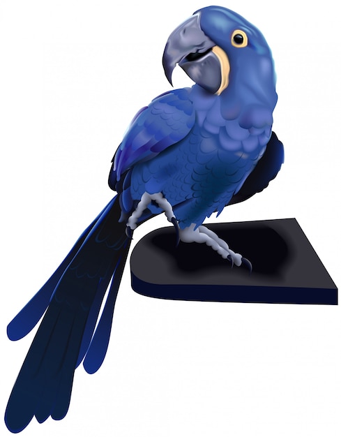 Vector blue hyacinth macaw parrot