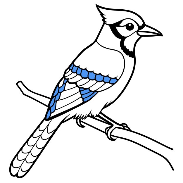 Vector blue jay bird vector art illustration 25