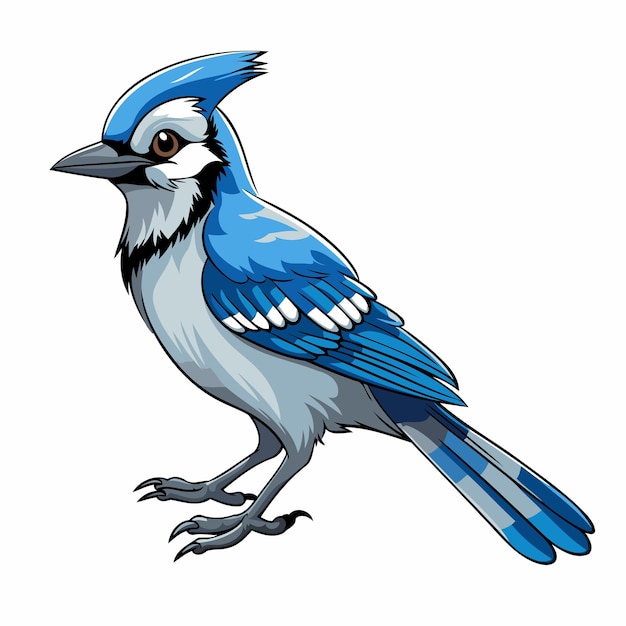 Blue jay bird on white background Vector illustration of a blue jay bird