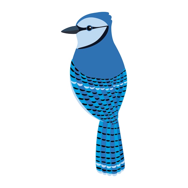 Vector blue jay bird