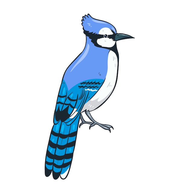Vector blue jay sitting isolate on a white background.