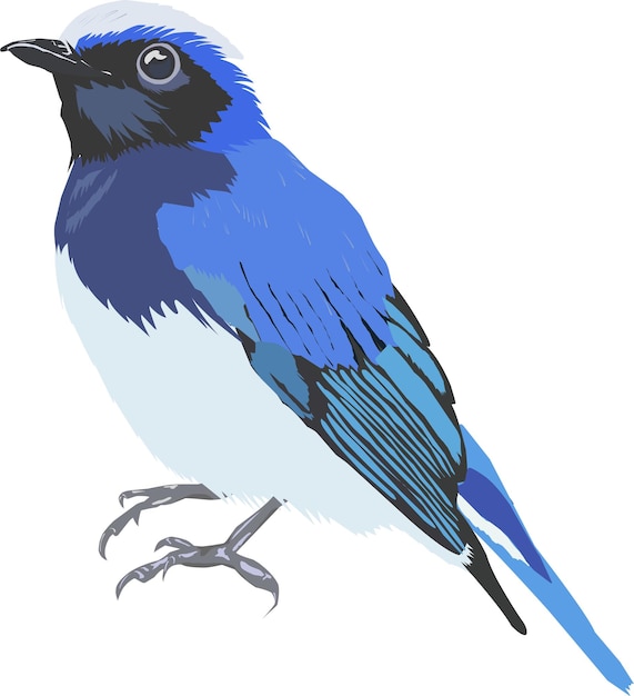 Vector blue jays bird isolated on white background illustration