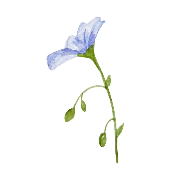 Blue linen meadow flower isolated on white watercolor illustration