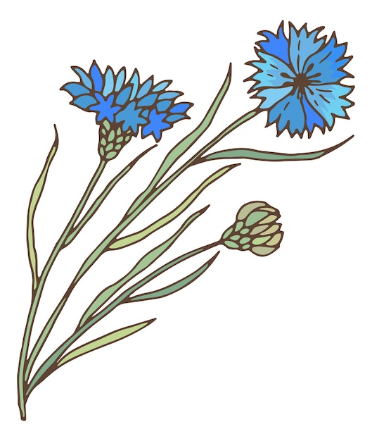 Fiore di prato blu. pianta di fiordaliso. erba centaurea isolata su sfondo bianco