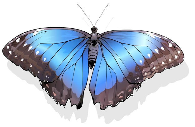 Blue morpho butterfly morpho peleides