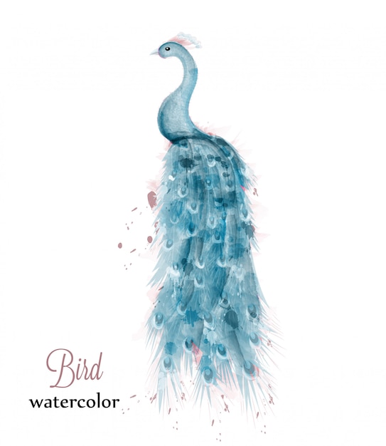 Vector blue peacock watercolor