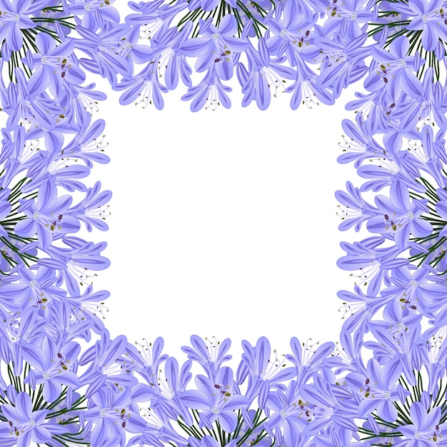 블루 퍼플 Agapanthus 테두리