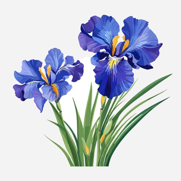 Vector blue and purple irises vector on white background