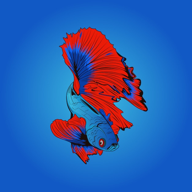 Blue and red betta fish ilustrations