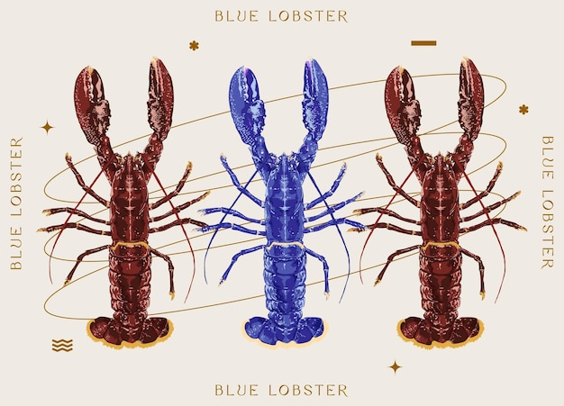 Vector blue and red lobster, vintage style print