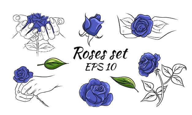 Blue roses set. Rose in hands, buds. Blue roses and line stem.