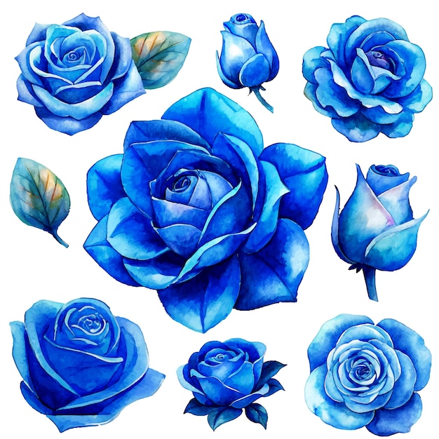 Vector blue roses watercolor