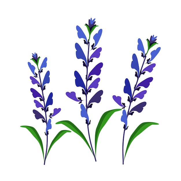 Vettore fiori di salvia blu o fiore di salvia sclarea