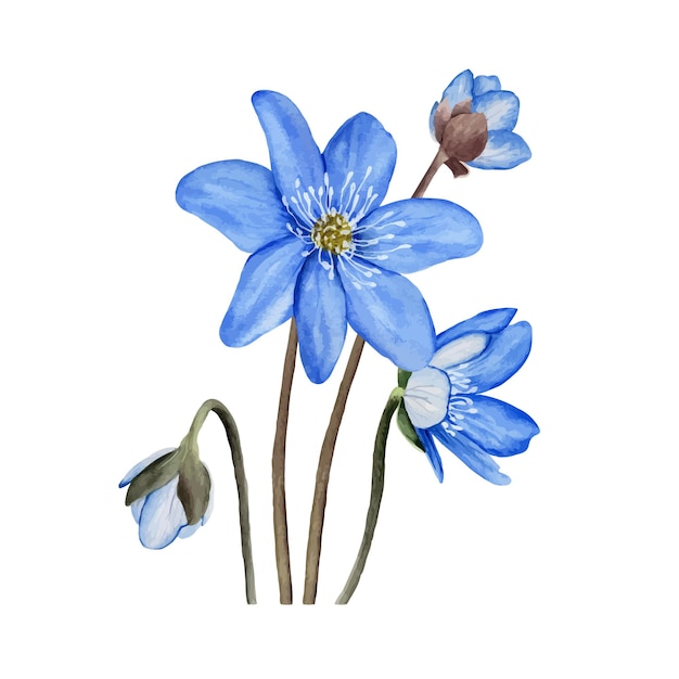 blue spring forest flowers anemone hepatica liverwort composition hand drawn botanical vector illustration isolated on white background for clip art cards invitation label package