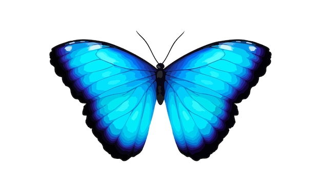 Blue tropical vector butterfly Giant Morpho didius Realistic vibrant detailed illustration Isolated on white Morpho Menelaus Terrestris South American butterfly