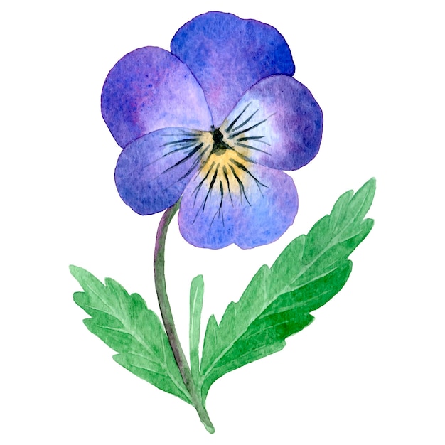 Blue watercolor pansy flower isolated on a white background Hand drawn illustration