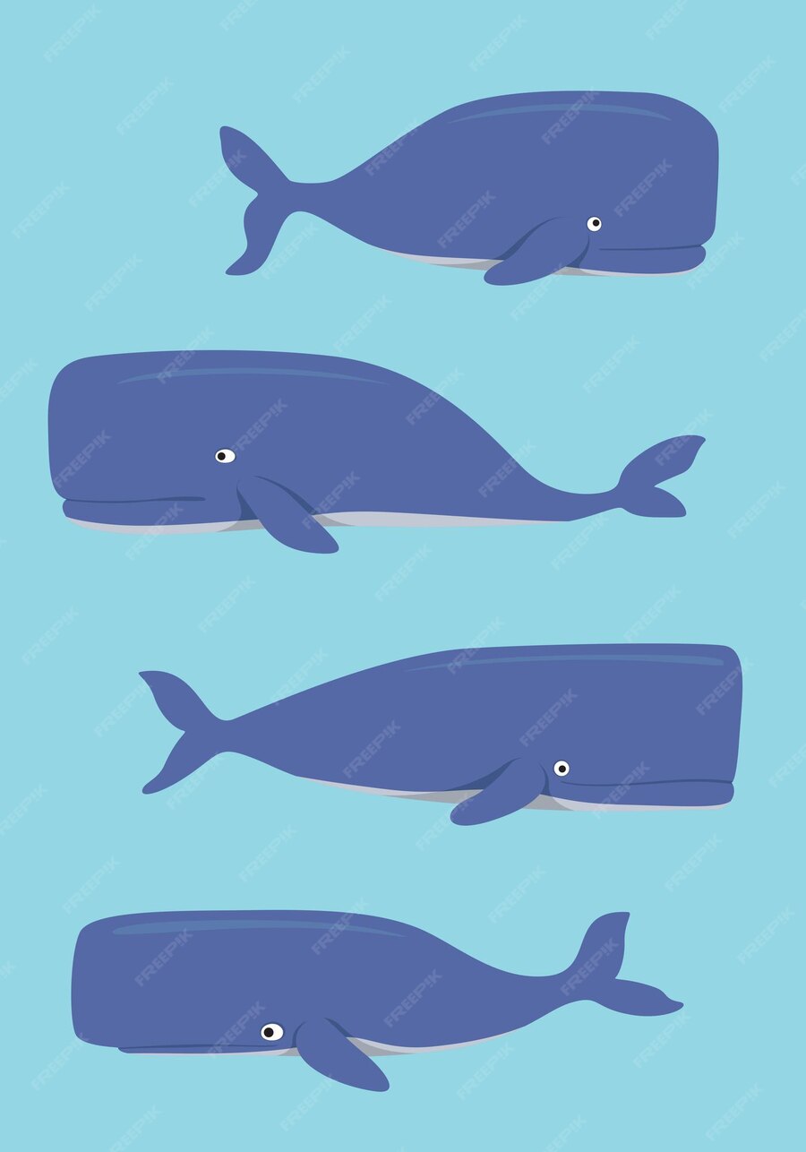 Premium Vector | Blue whale free vector files