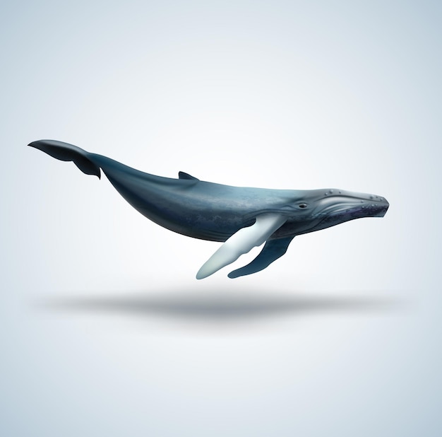 Blue whale isolated on white background