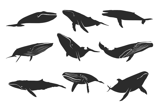 Vector blue whale silhouette whale silhouette blue whale icon set whale silhouette set