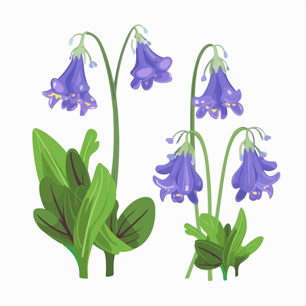 Vector bluebell flower illustrations in vector format for easy customization