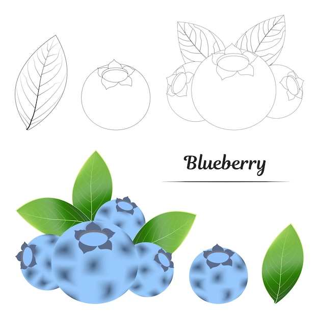 Vector blueberries blueberries with leaves blueberries outline