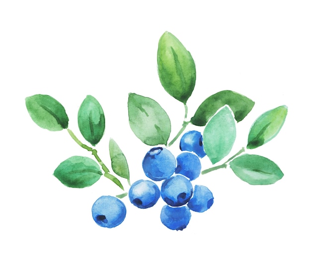Blueberries on a branch watercolor painting huckleberry