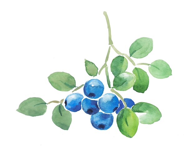 Blueberries on a branch watercolor painting huckleberry