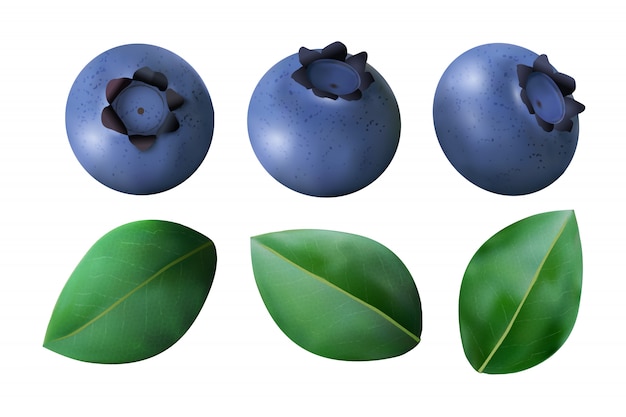 Vector blueberries and leaves isolated on white