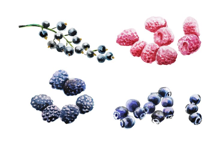 Vector blueberries raspberries blackberries black currants vector illustration watercolor illustration