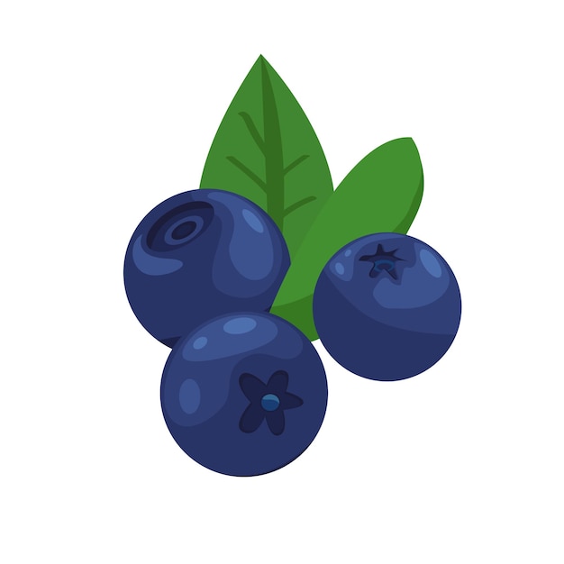 Blueberries. Vector cartoon drawing of blueberries with leaves. Isolated on white background. Detail