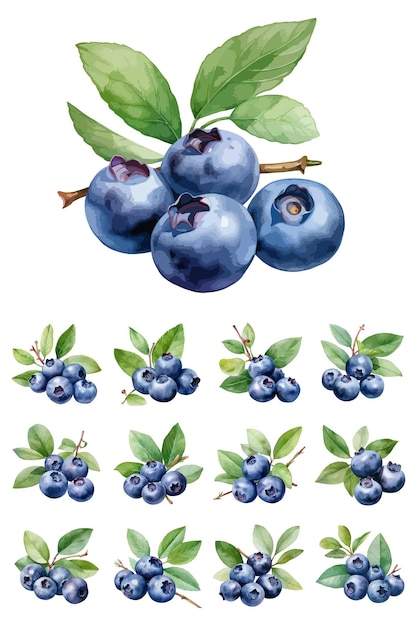 Vector blueberries