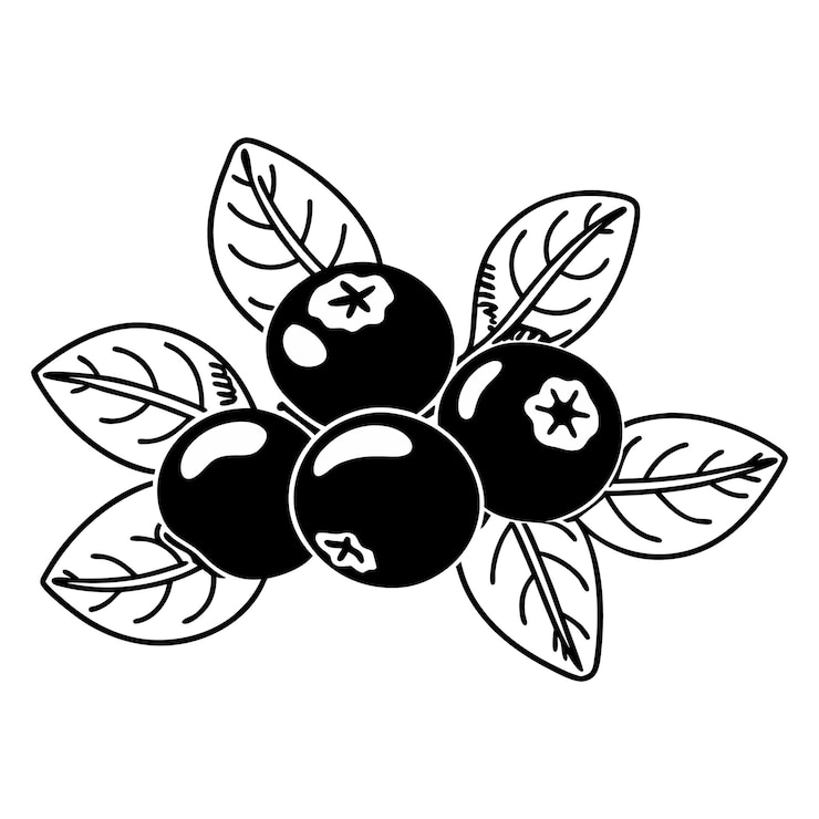 Vector ブルーベリーの枝のイラスト