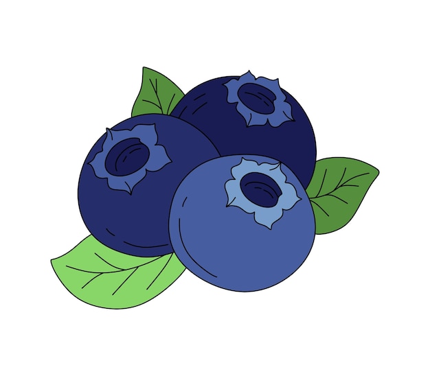 Blueberry doodle Vector color illustration isolated on a white