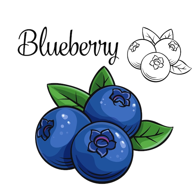 Vector blueberry drawing icon