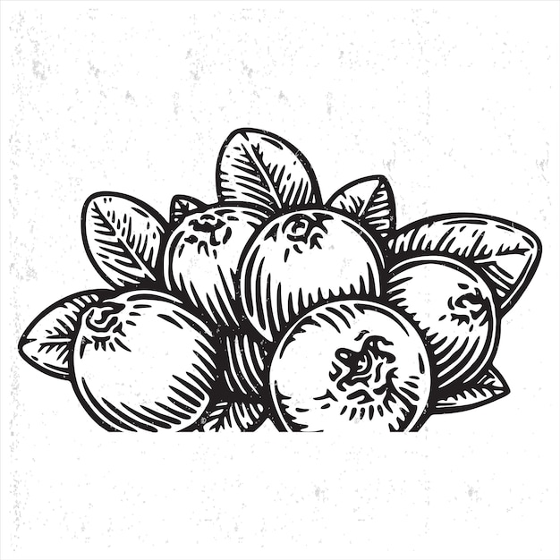 вектор фруктов черники в ручном рисовании