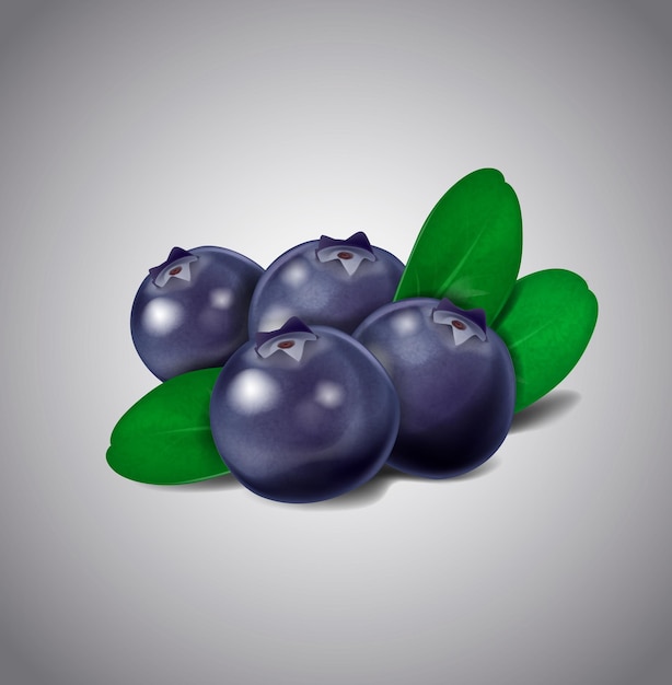 Blueberry fruits isolated on white background vector green leaves and berries