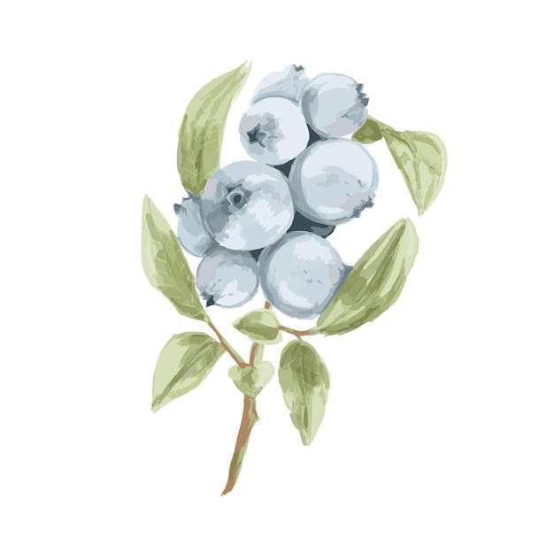 Vector blueberry hand drawn watercolor illustration vector trace branch with leaves