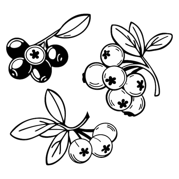 ブルーベリーのイラスト