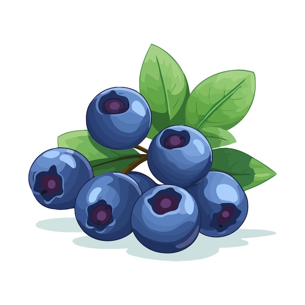 Blueberry image Cute image of an isolated blueberry Vector illustration