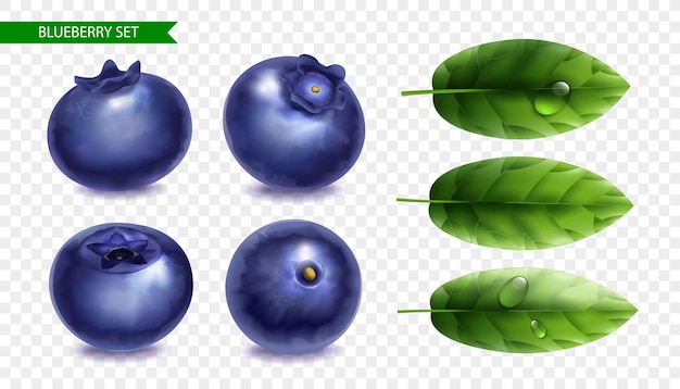 Вектор Черничный реалистичный набор со свежими ягодами под разными углами и зелеными листьями с каплями воды на прозрачном фоне изолированных векторных иллюстраций