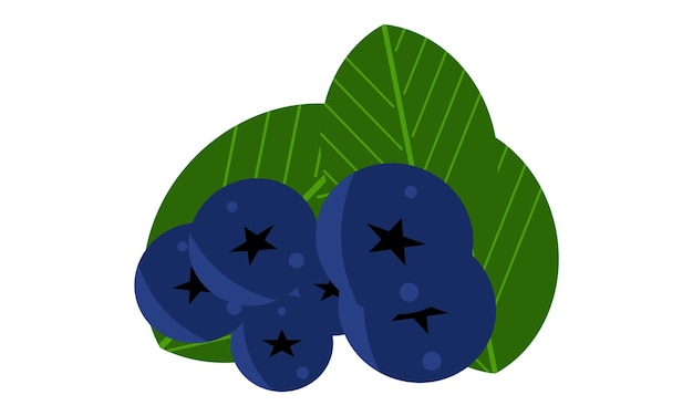 Vettore blueberry vector design e illustrazione