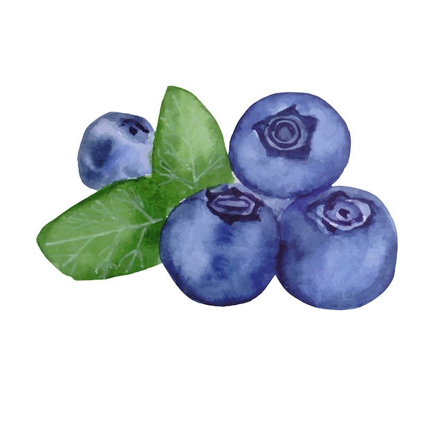 Blueberry vector hand drawn watercolor illlustration