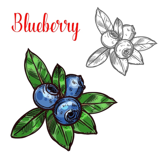 Vector blueberry vector sketch fruit berry icon