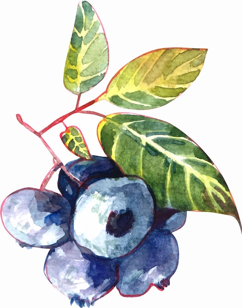 Vector blueberry watercolor vector illustration